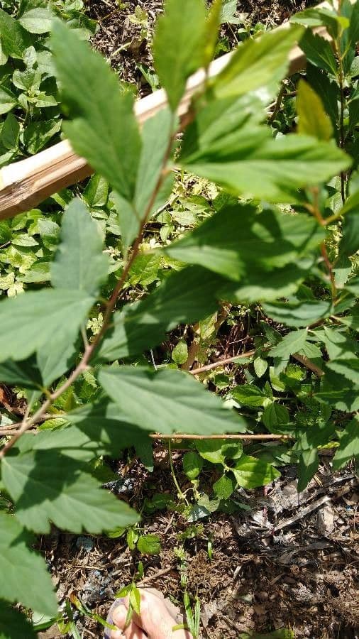 Reeve's spiraea 4