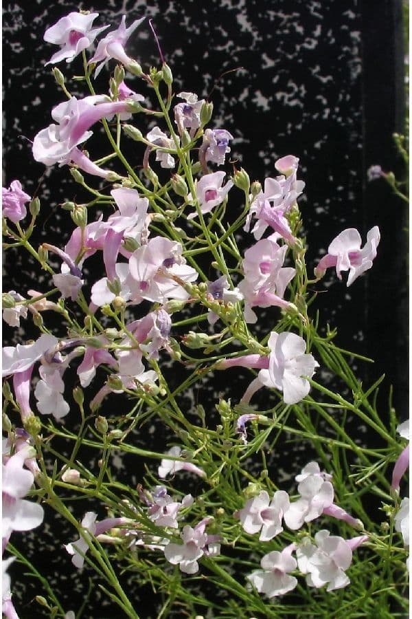 Penstemon 8