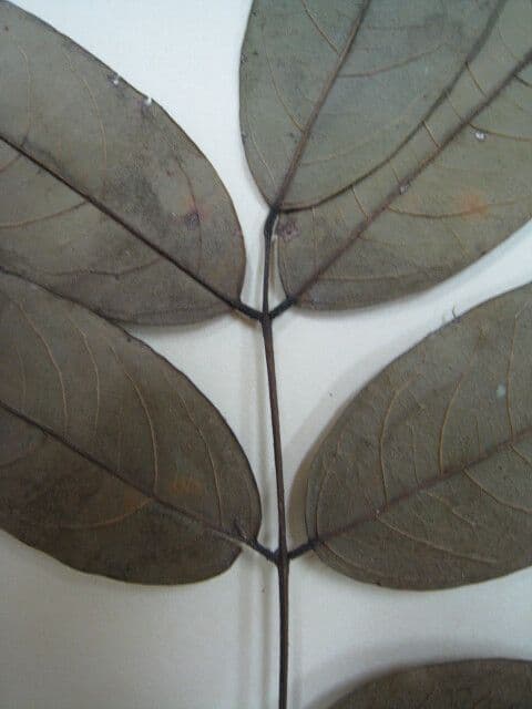 Andira 5
