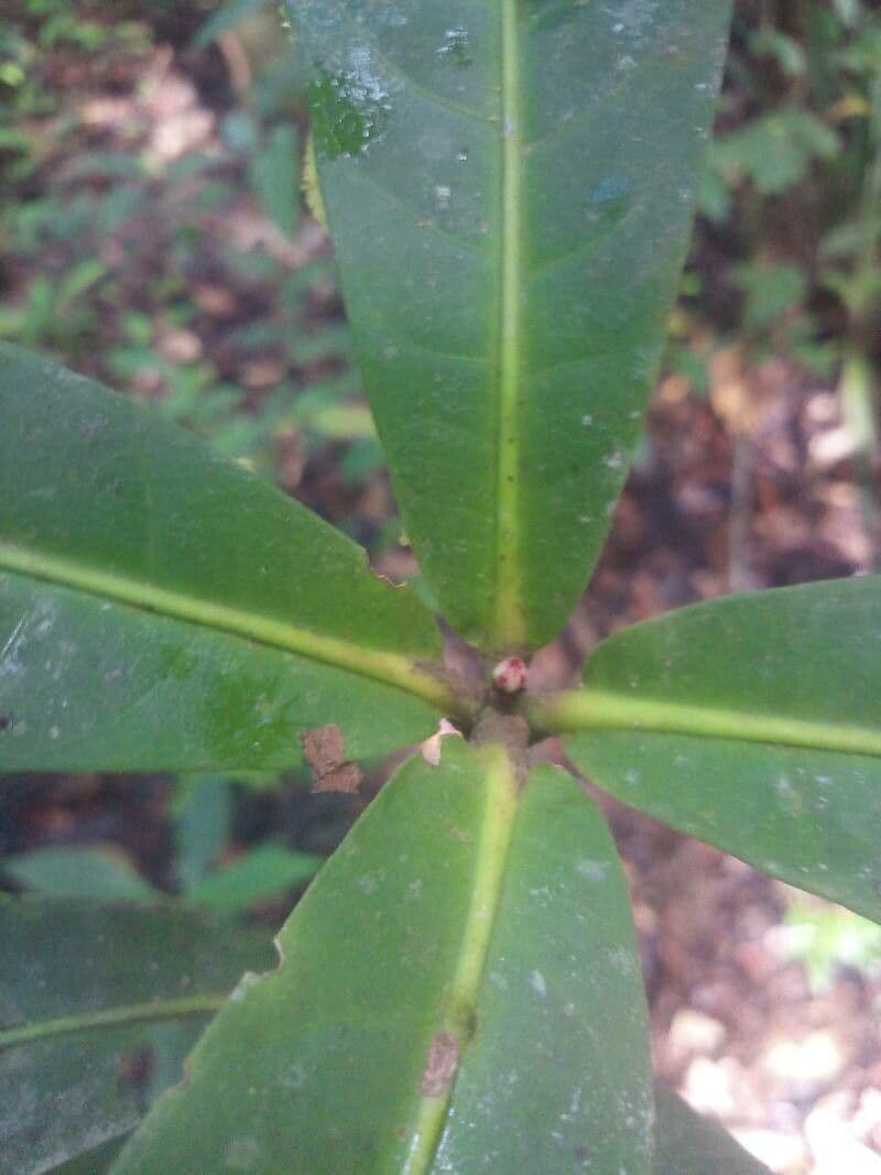 Ixora 4