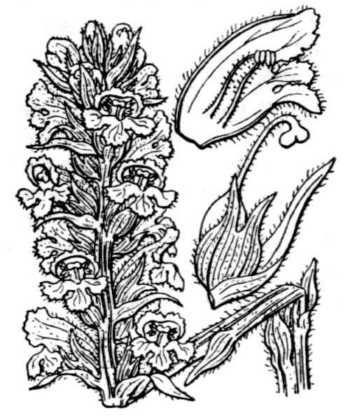 Orobanca variegata 14