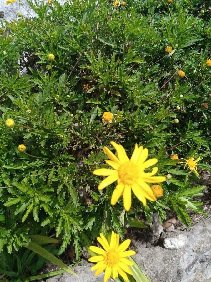 Gold-Euryops 2