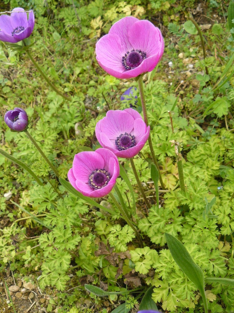 Kronen-Anemone 14