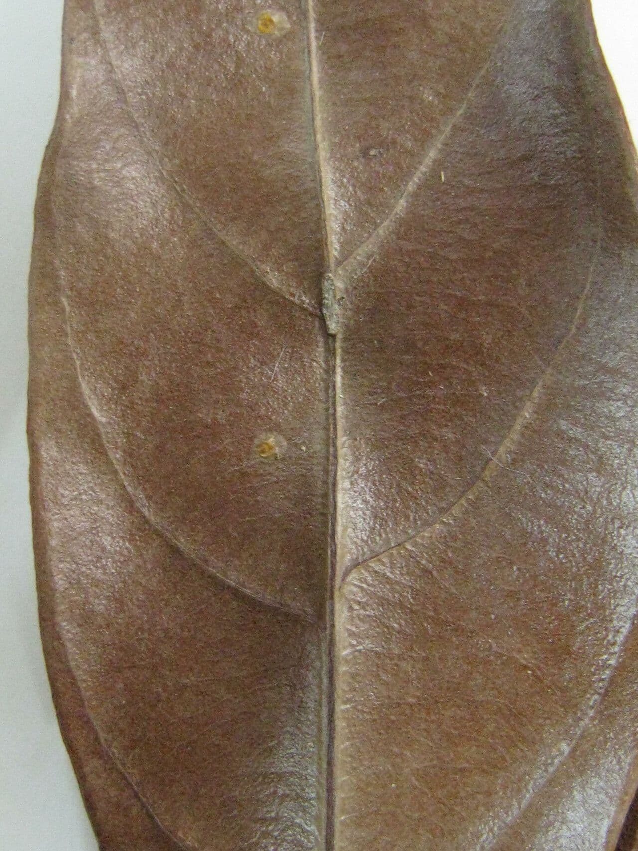 Duroia 4