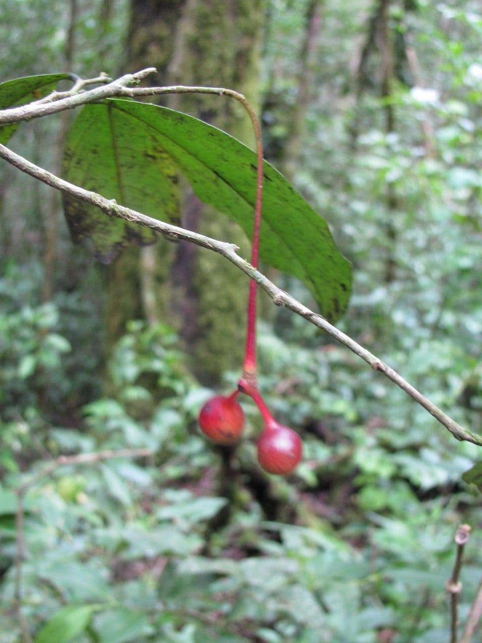 Desmopsis 5