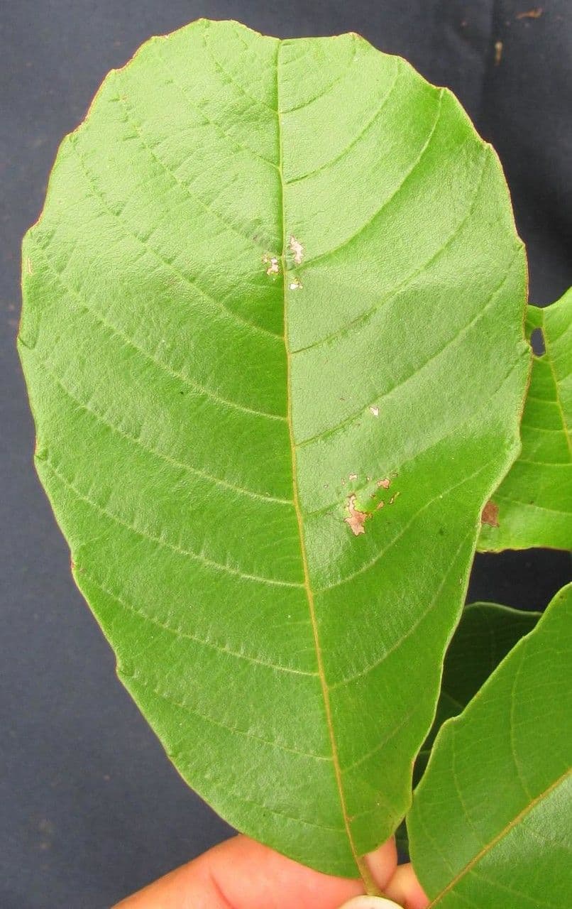 Cupania rossastra 23