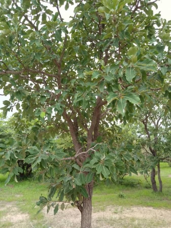 Terminalia