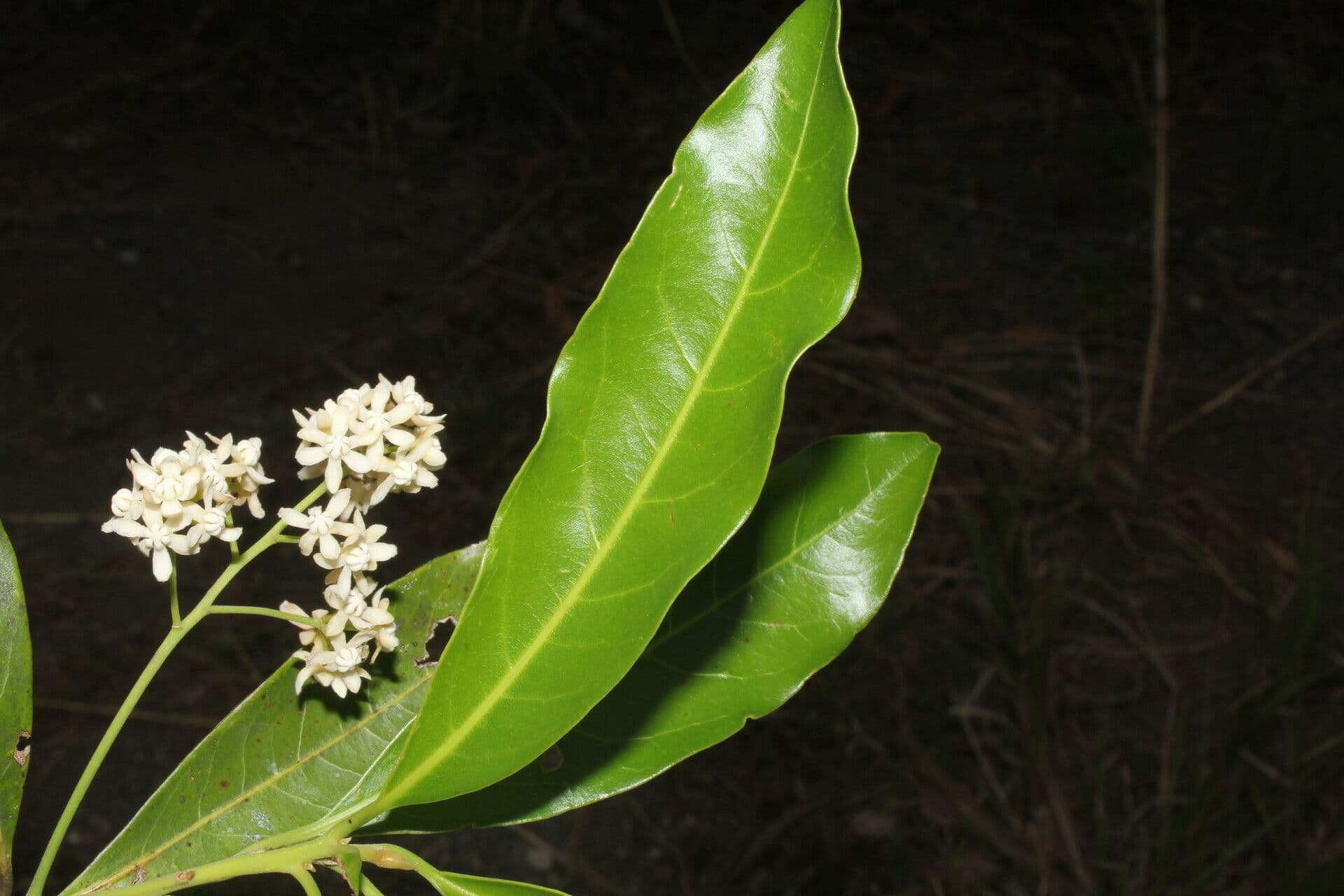 Veraguas-Mespilodaphne 9