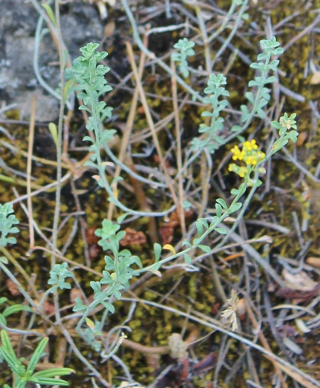 Alyssum serpyllifolium 13