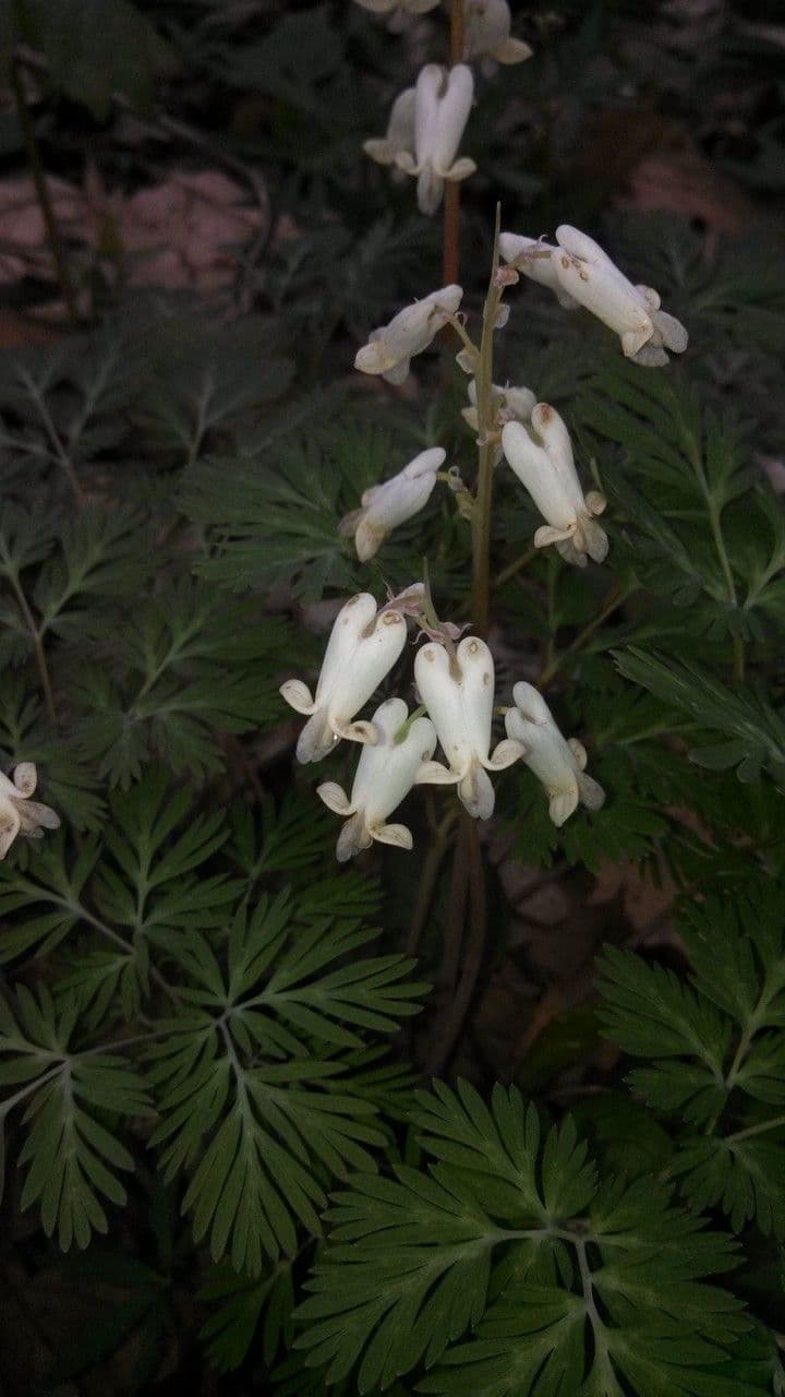Dicentra canadese 7