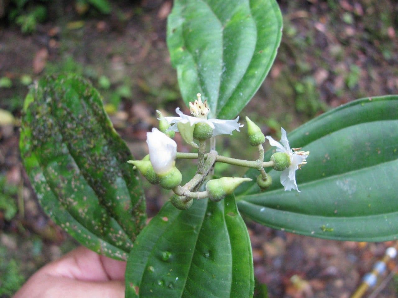 Miconia 6