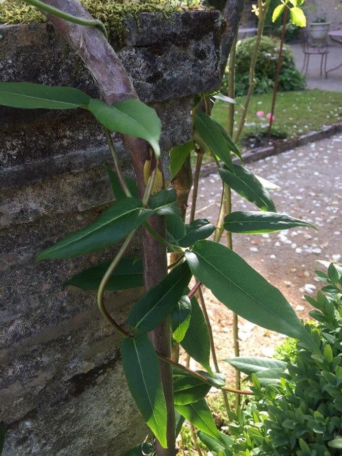 Caprifoglio acuminato 18