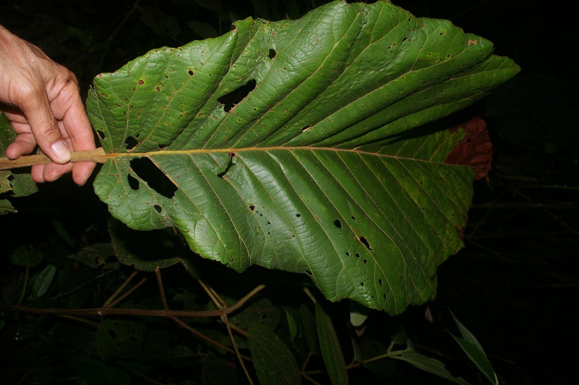 Sloanea 5