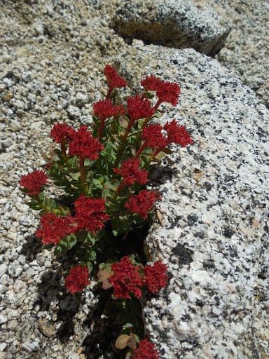 Rhodiola integrifolia 15