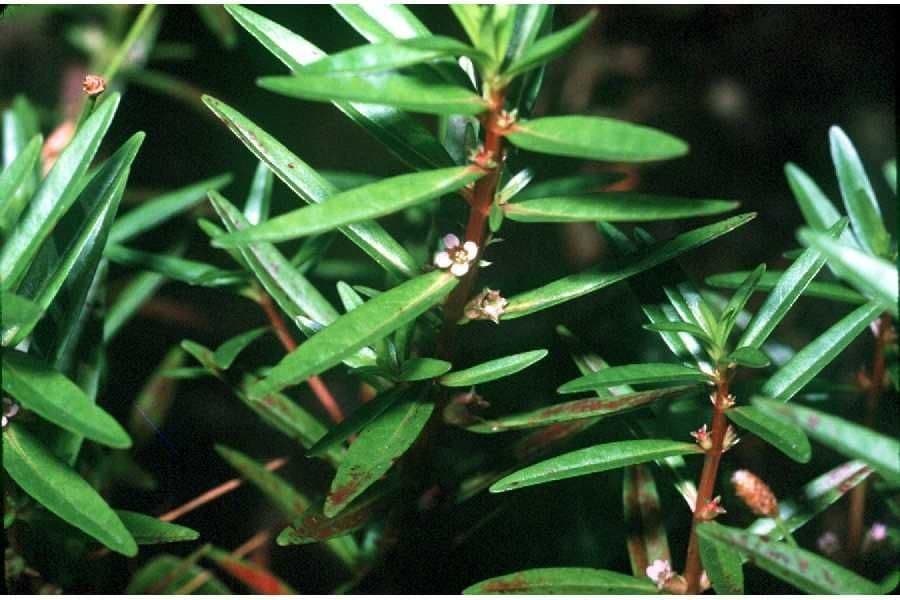 Niedrige Rotala 2