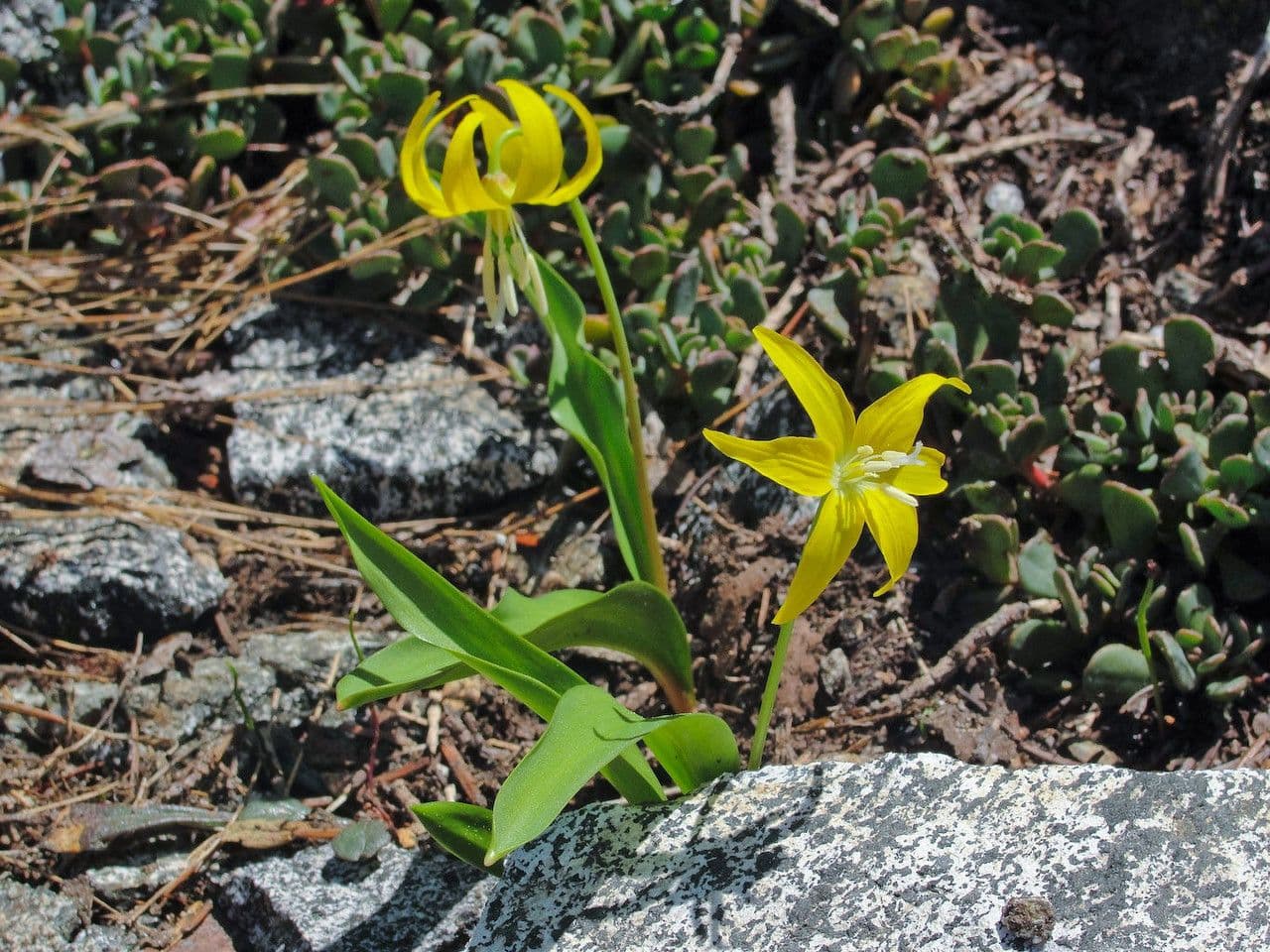 Eritronio maggiore 7
