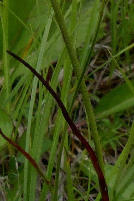 Schmalblättriges Wollgras 21
