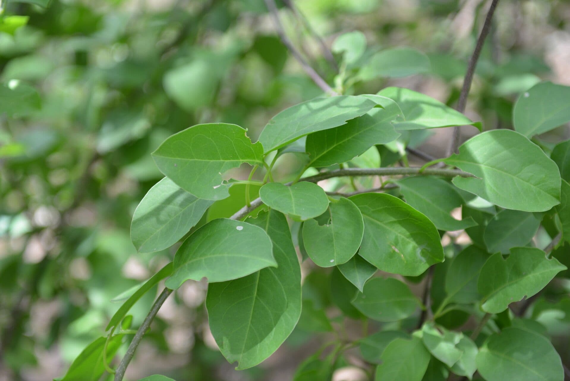 Stegnosperma 13