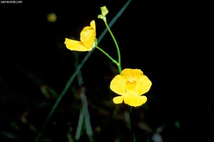 Utricularia striata 3