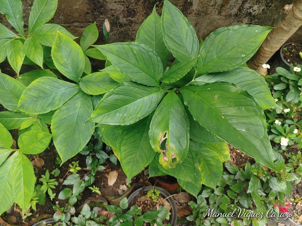 Xanthosoma 2