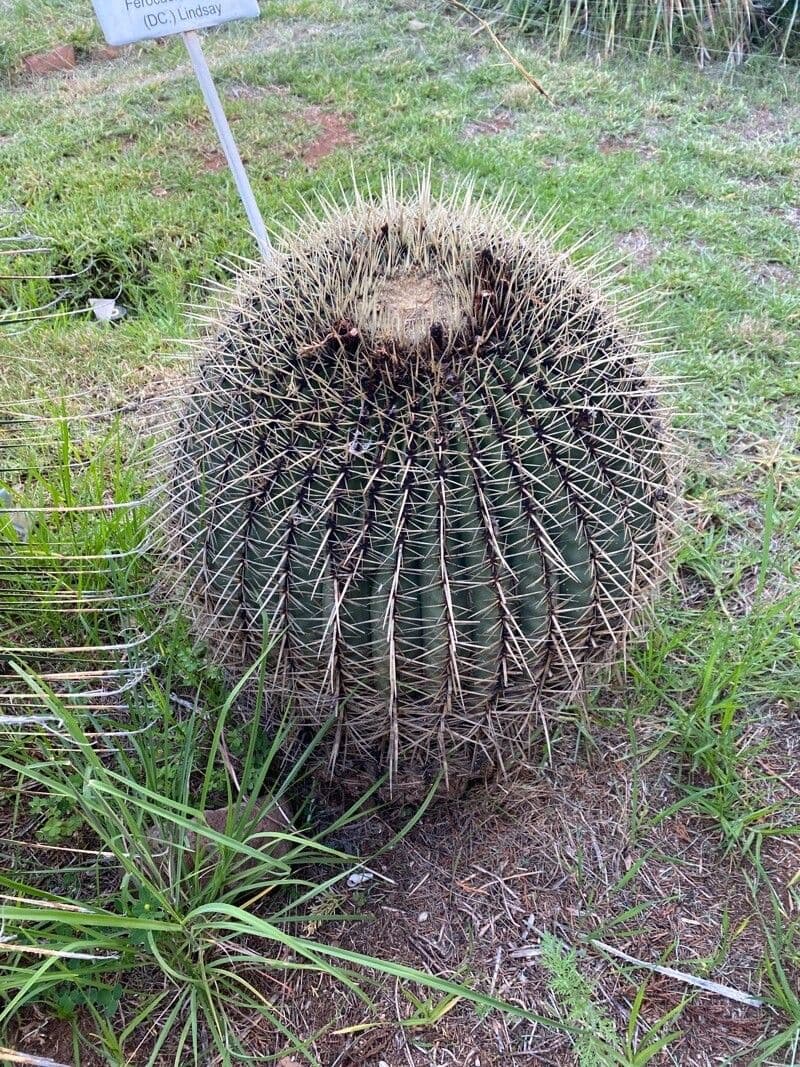 Ferocactus histrix 14