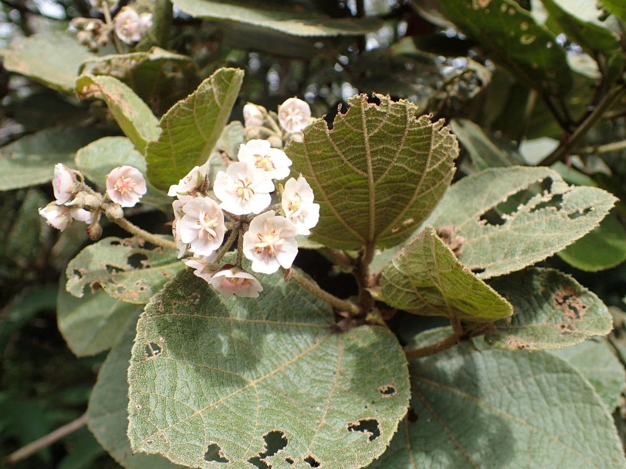 Feigenblättrige Dombeya 26