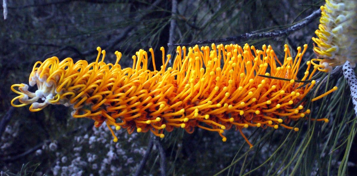Grevillea 5