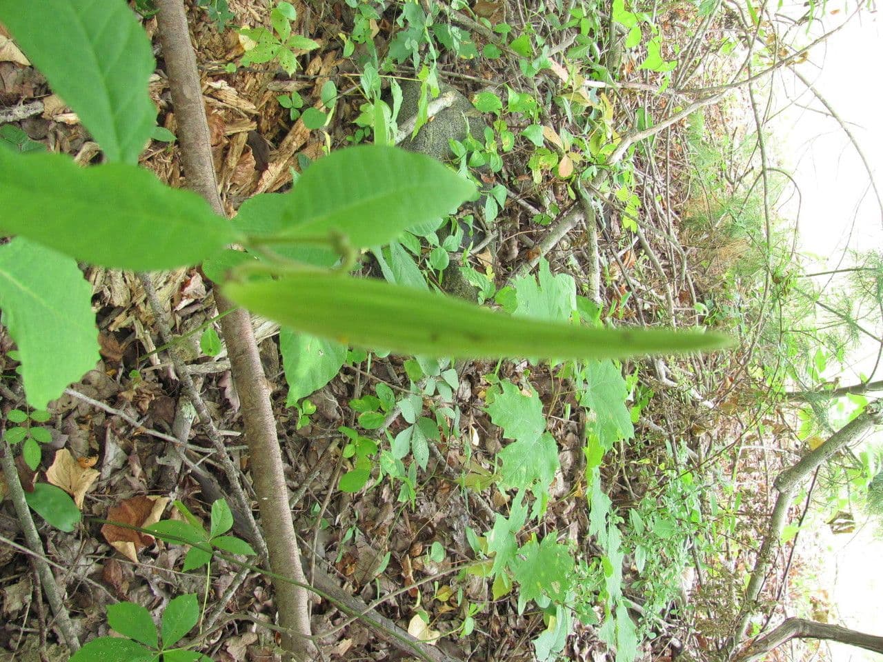 Algodonera 17