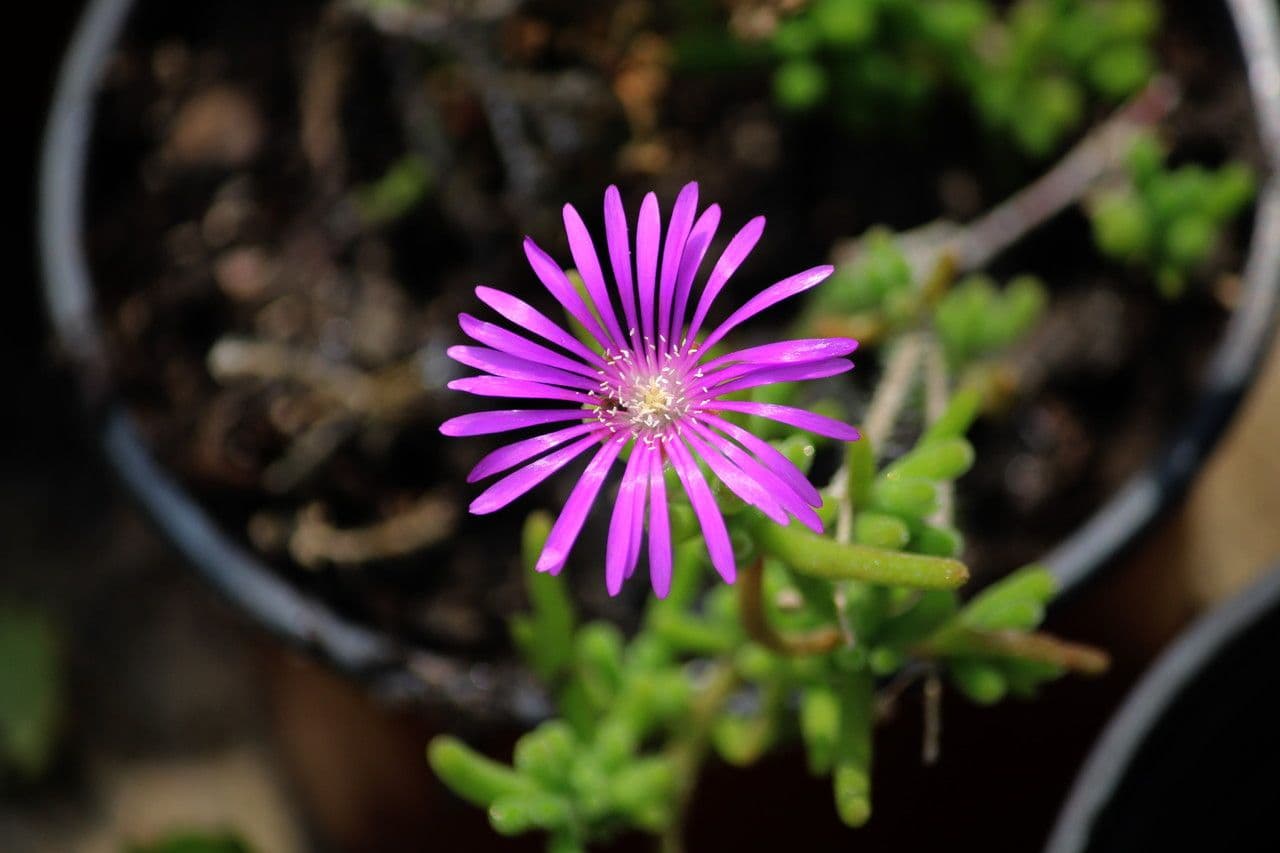 Flor di rugiada ispida 5
