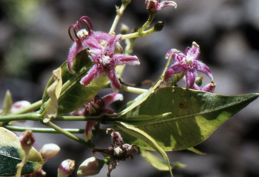 Periploca greca 7