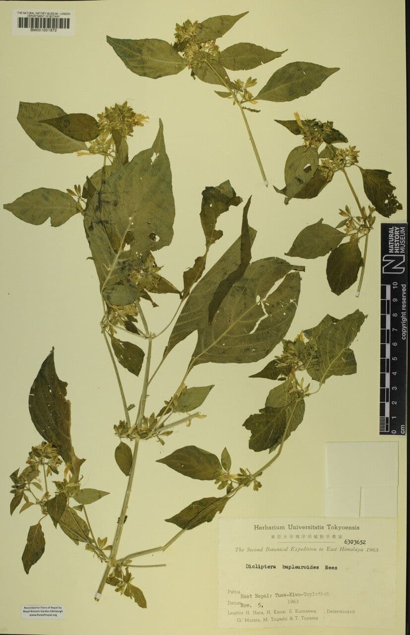 Dicliptera 12
