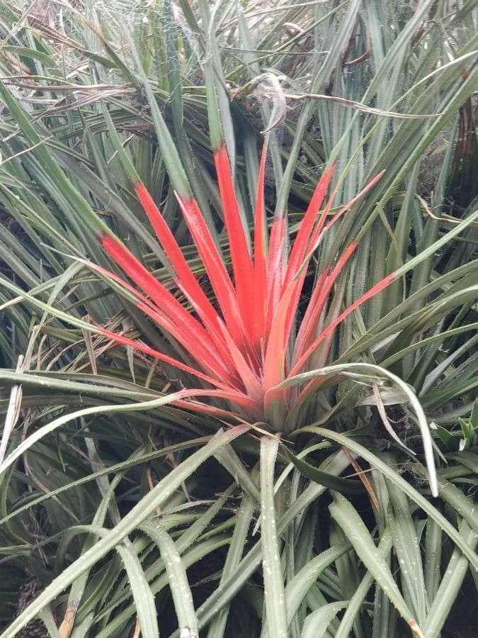 Bromelia 5