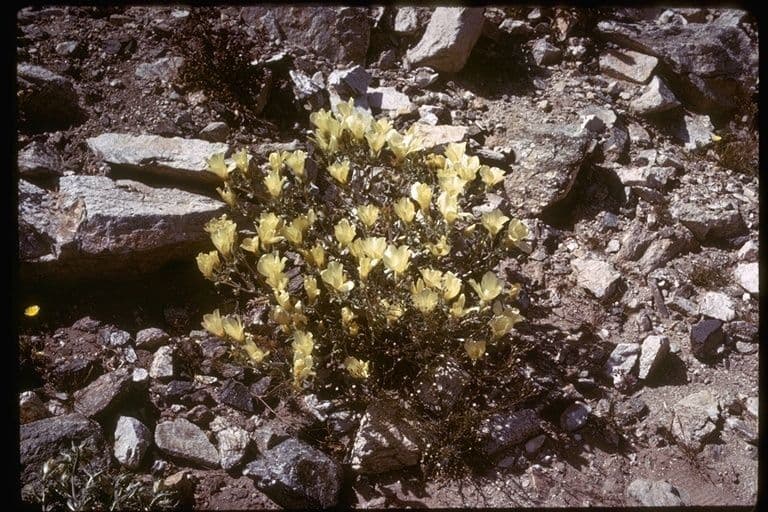 Mentzelia involucrata 8