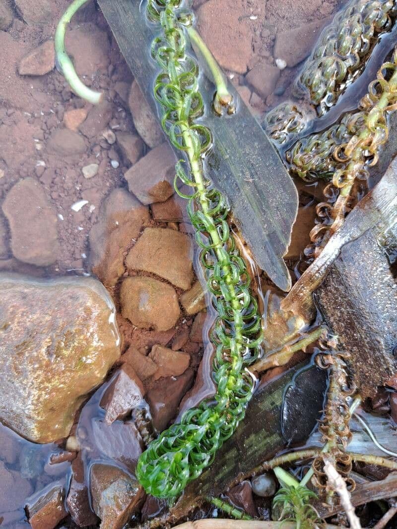 Elodea del Capo 12