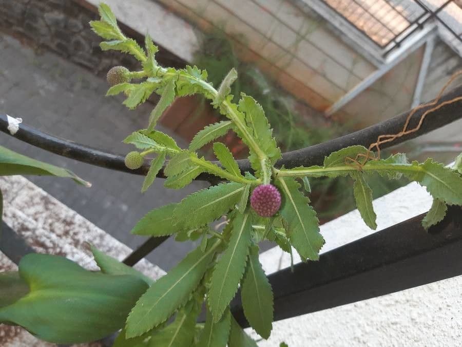 Sphaeranthus 3
