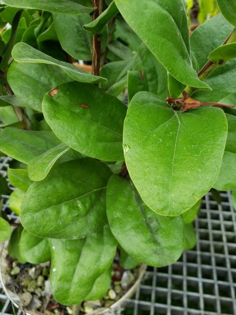 Macleania 8