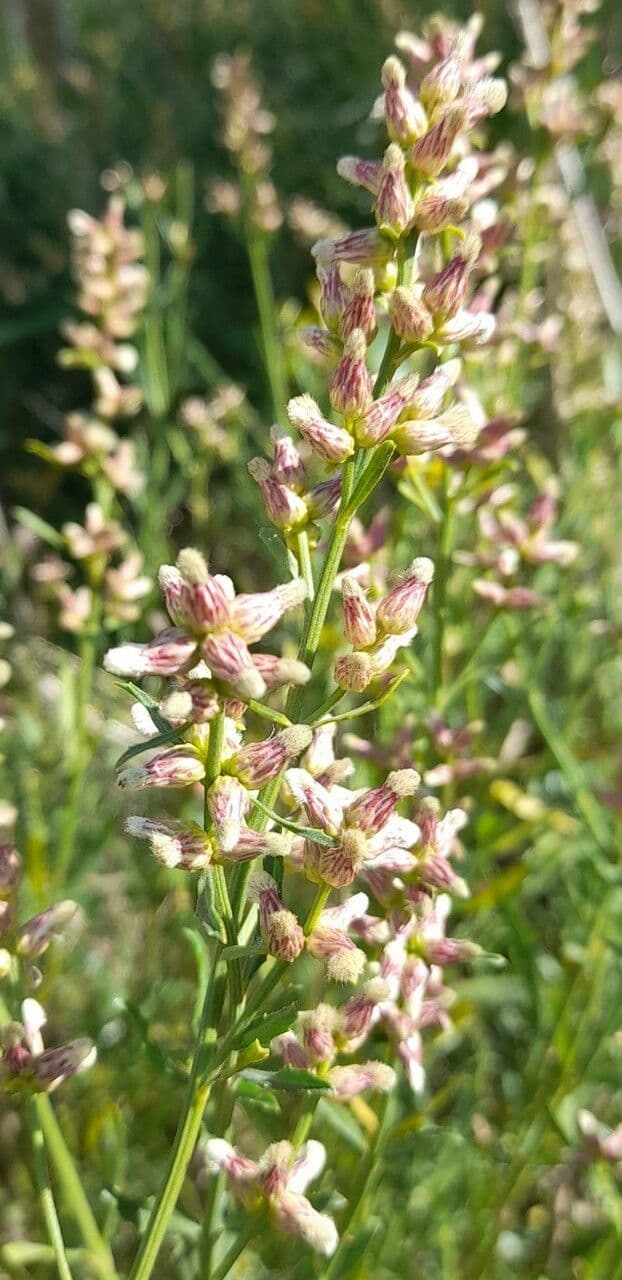 Baccharis 7