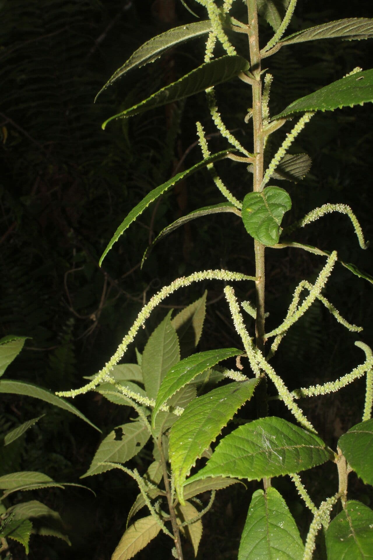 Acalifa 4