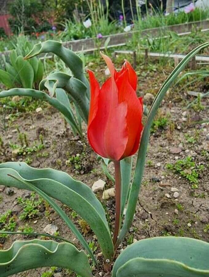 Tulipano