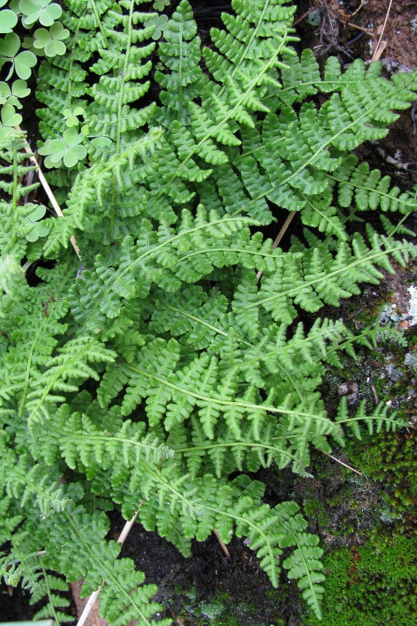 Woodsia 2