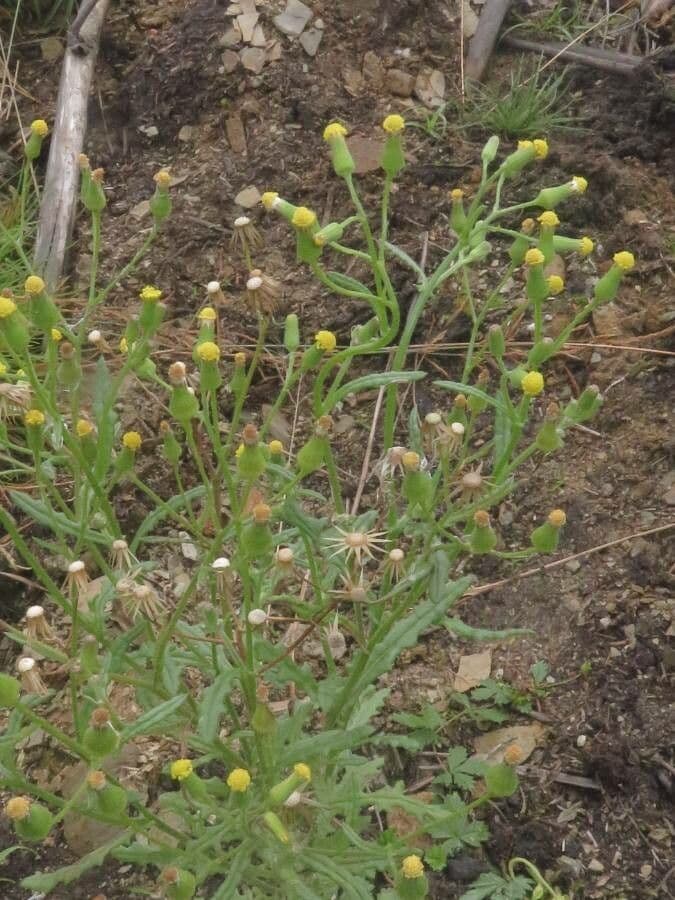 Senecio dei boschi 10