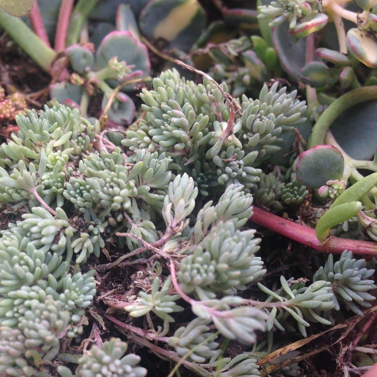 Sedum 3