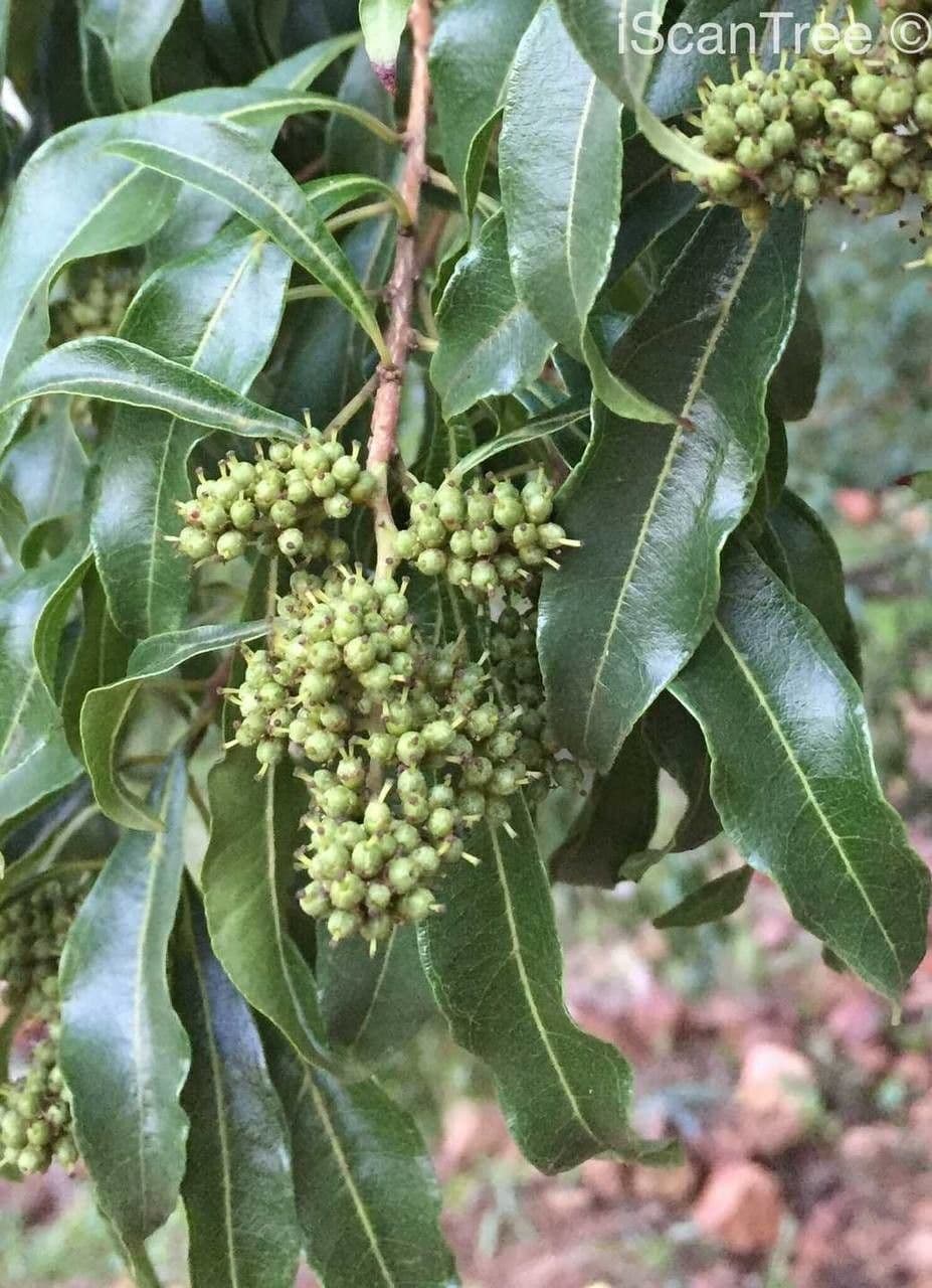 Heteropyxis 3
