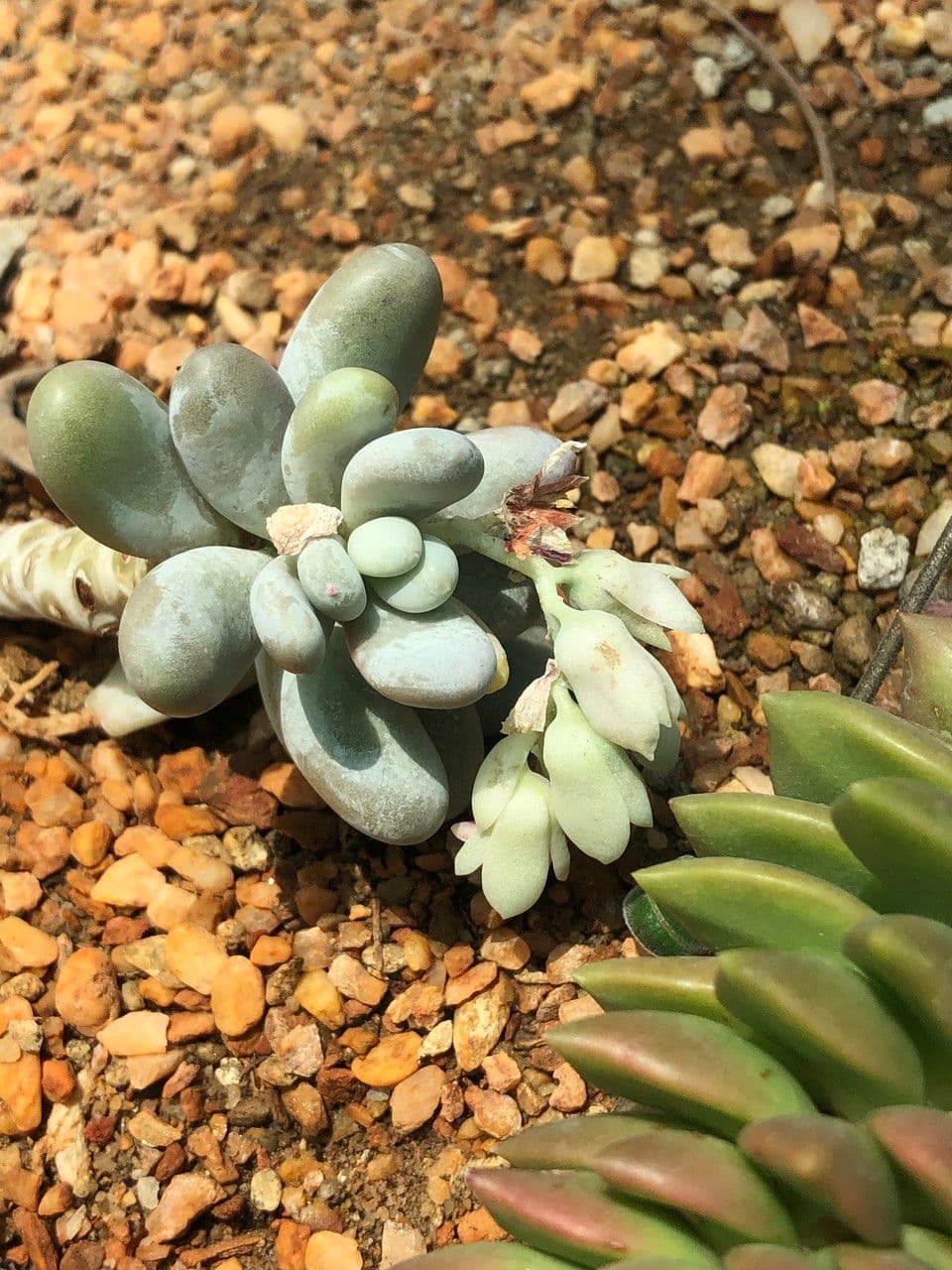 Pachyphytum