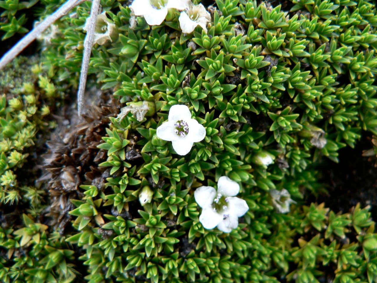 Arenaria 3