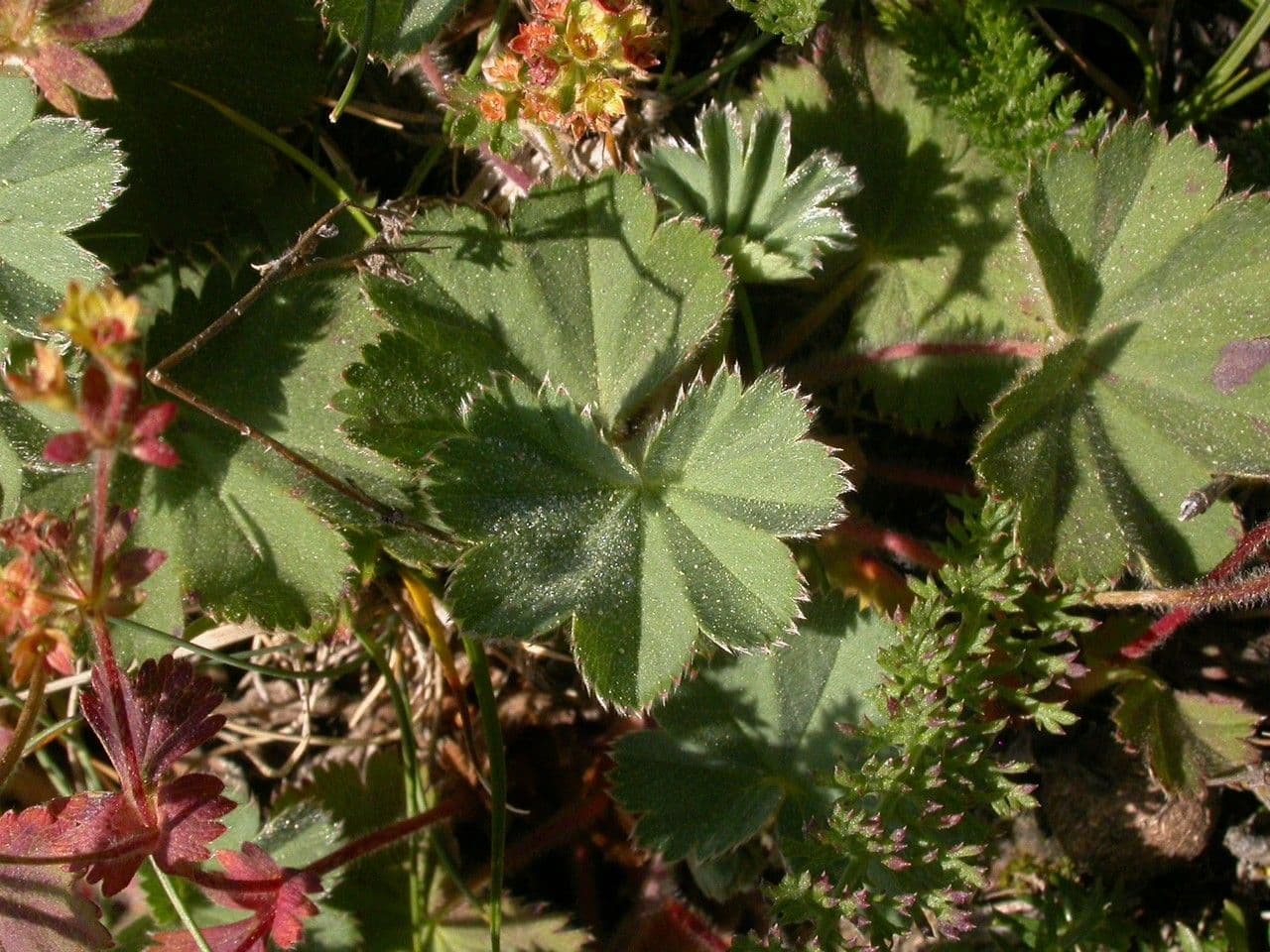 Alchemilla flabellata 14