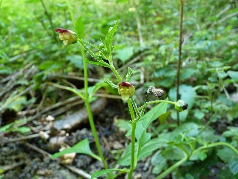 Escrofularia 30
