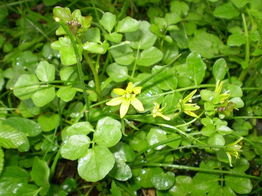 Gagea spathacea 10