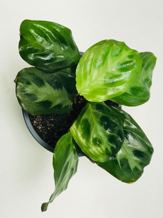 Maranta 2