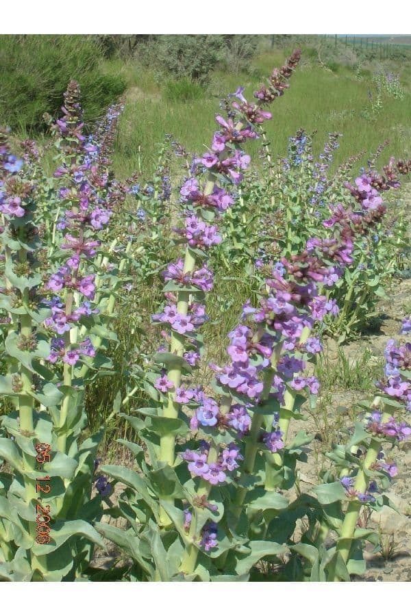Penstemon 9